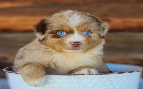 rehome australian shepherd