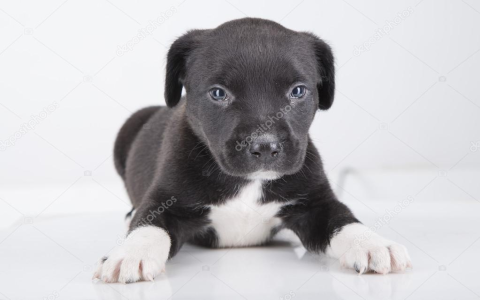black and white puppy
