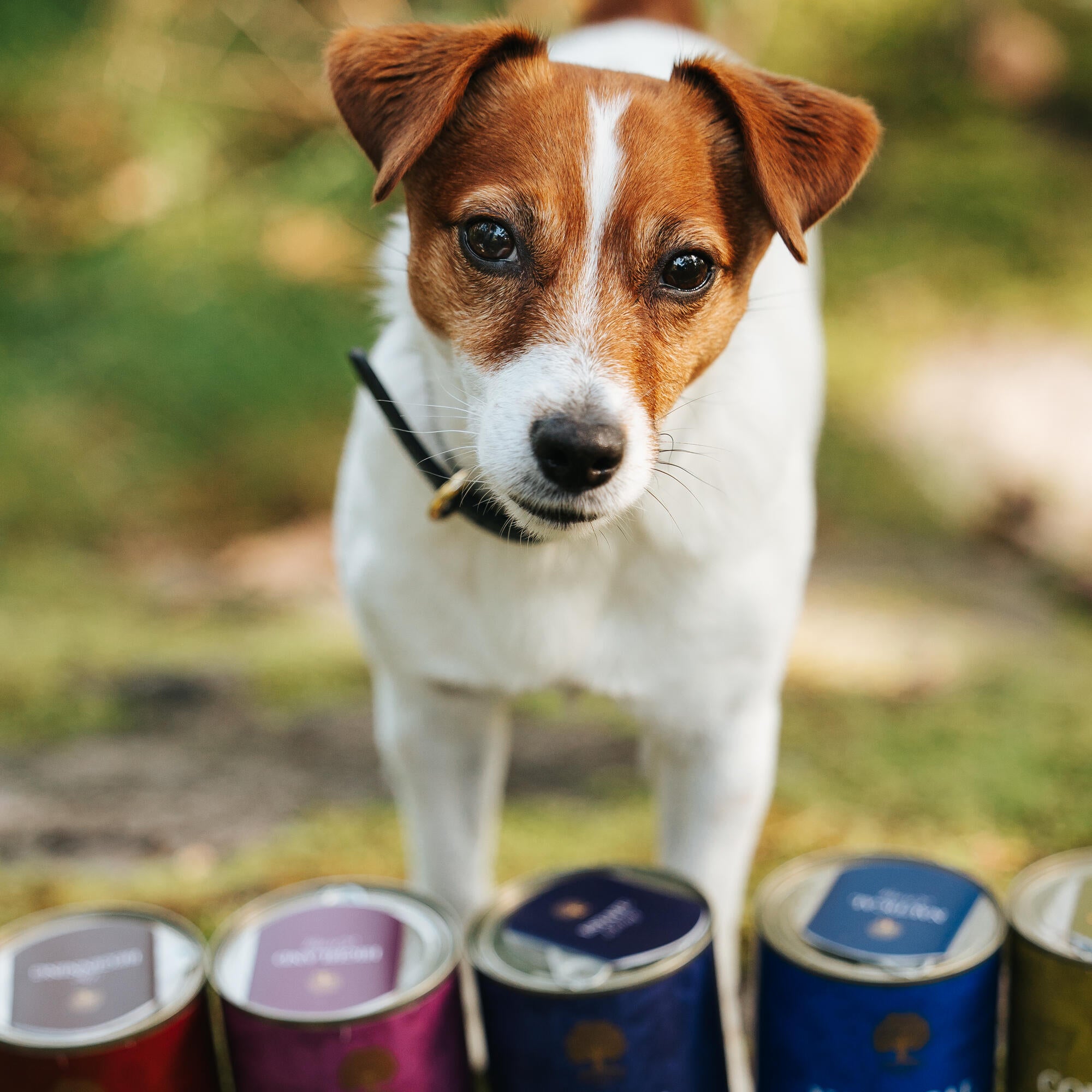 best dog food for jack russells