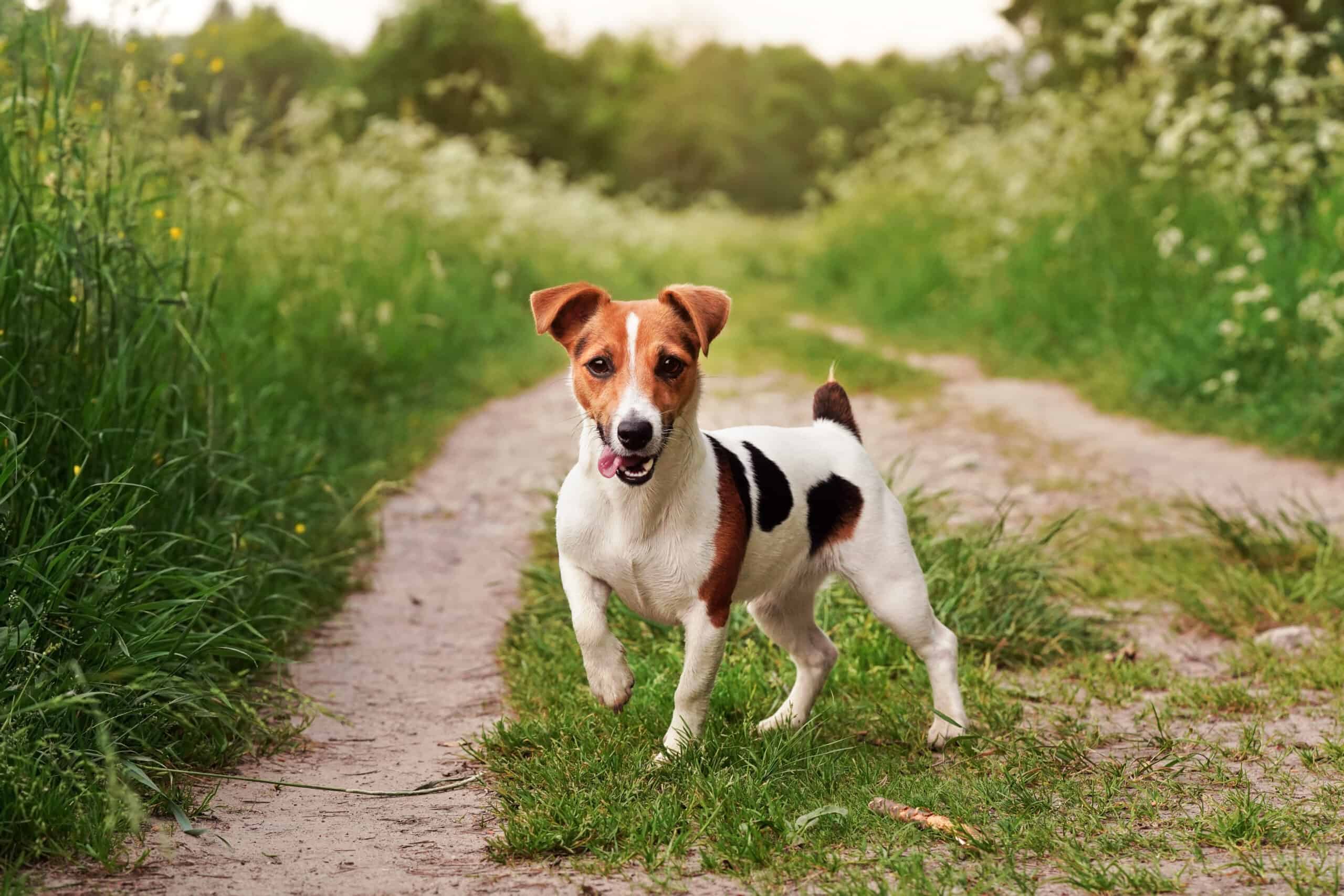 best dog food for jack russells