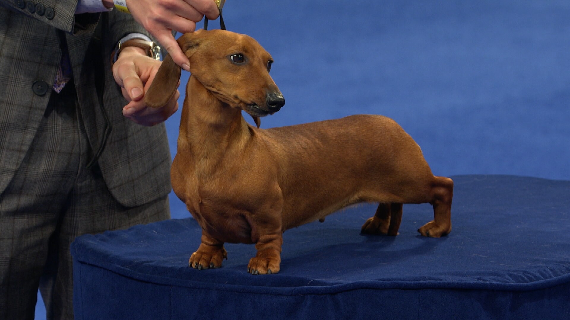 national dog show dachshund