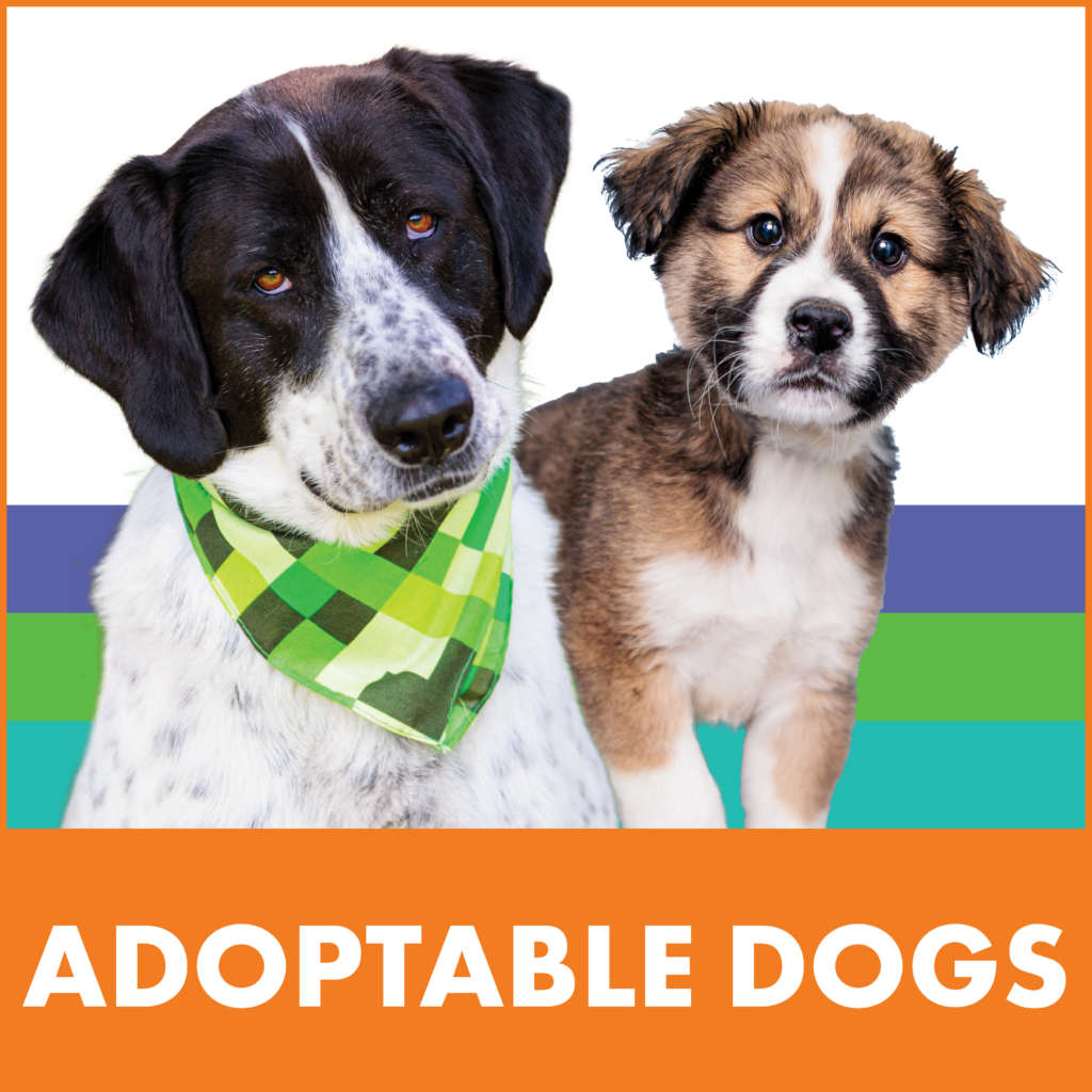 animal control adoptable dogs