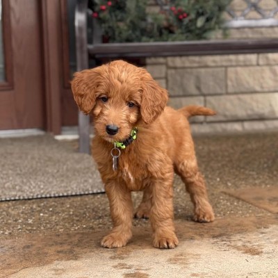 goldendoodle puppies for sale in indiana