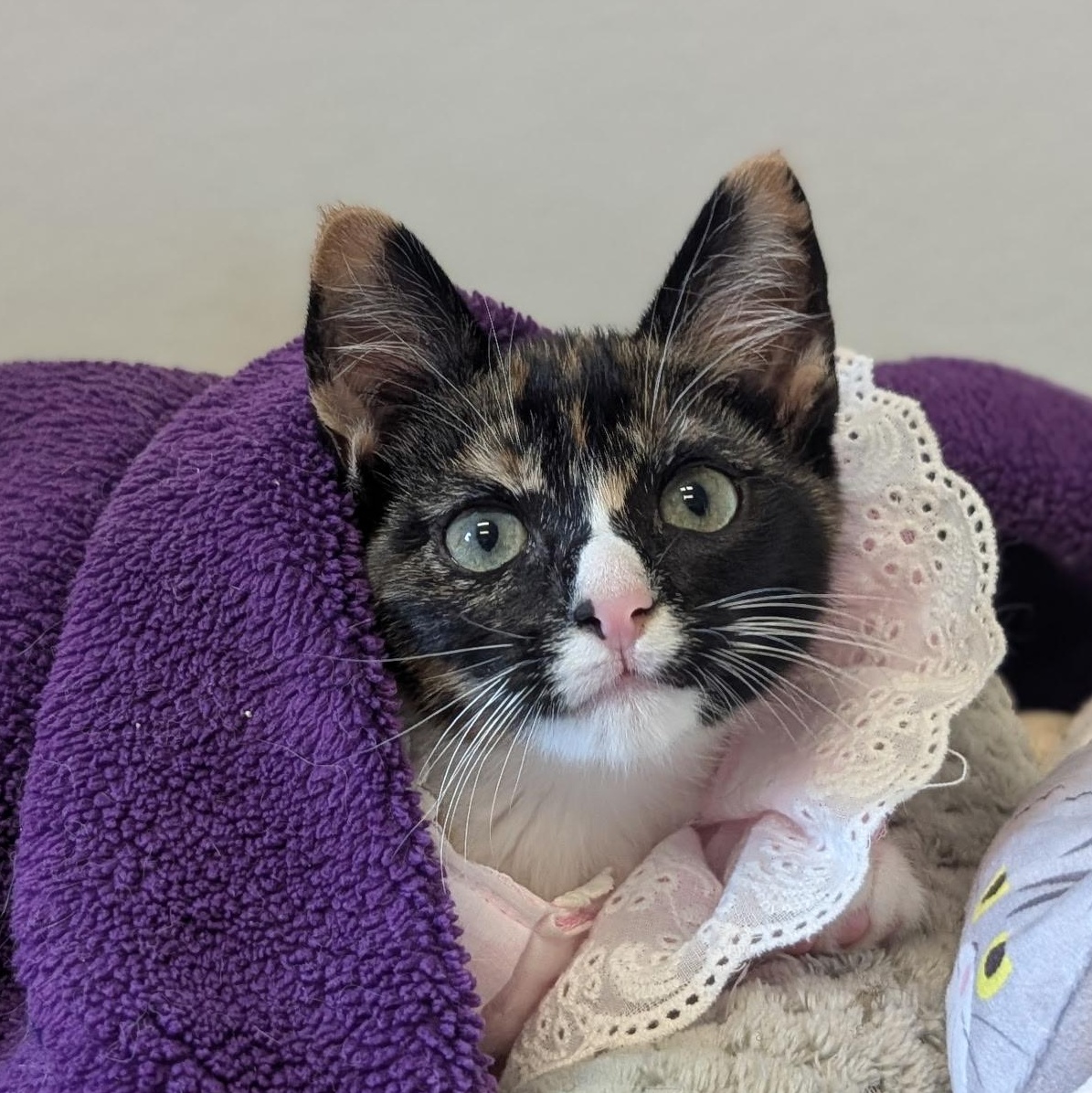 petfinder waynesville nc