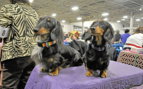 national dog show dachshund