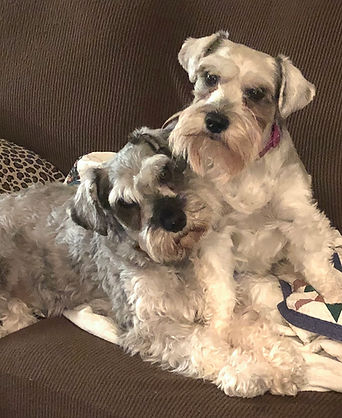 rescue schnauzers near me