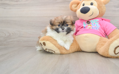 cheap small dogs for sale