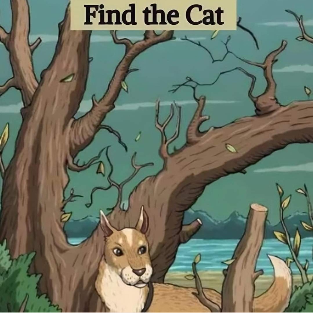 find the cat picture