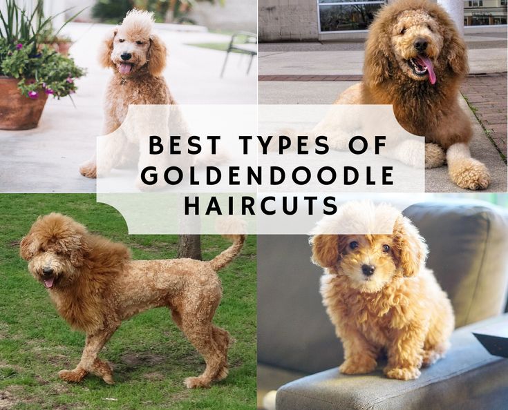 types of goldendoodle haircuts