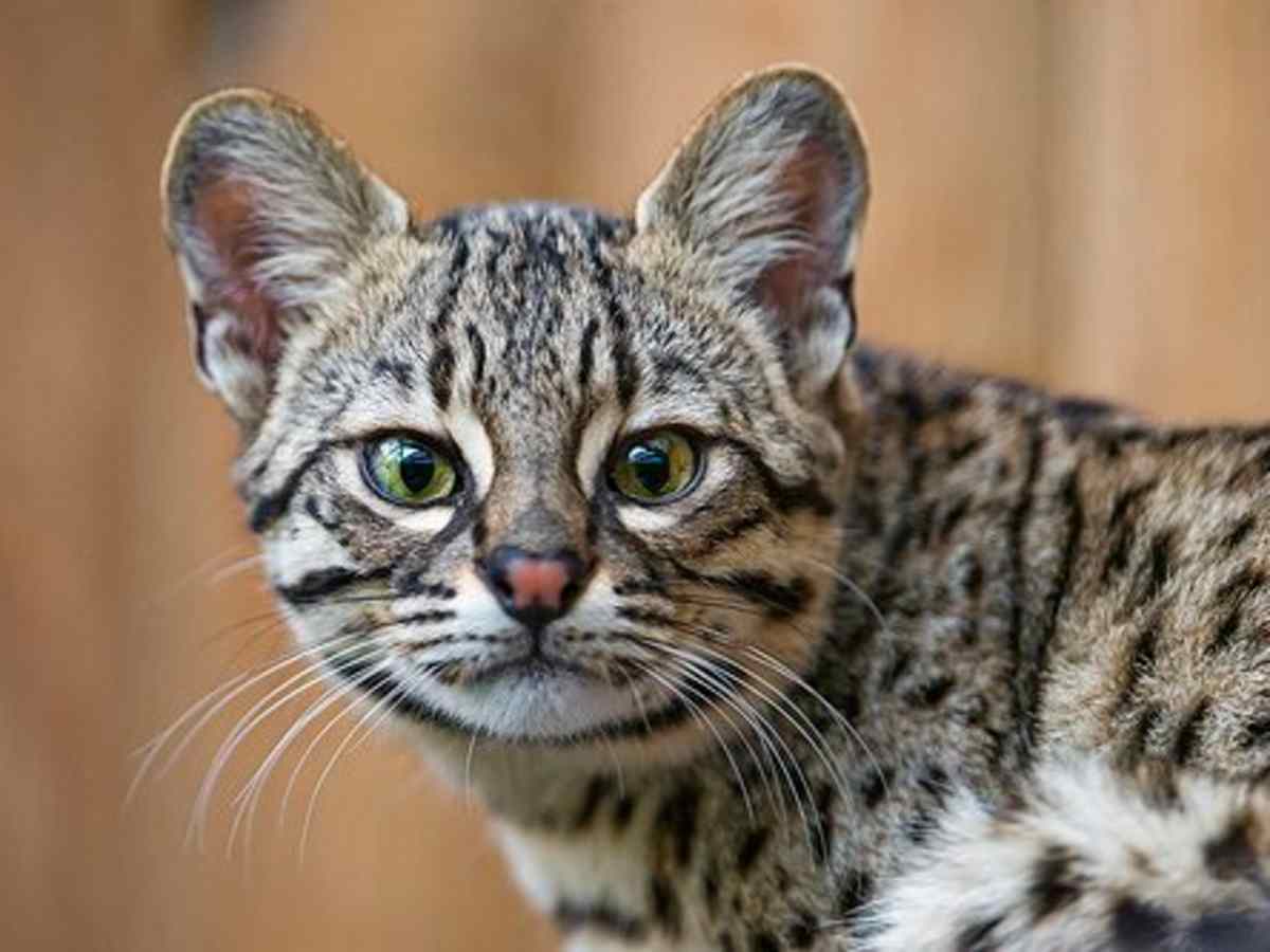 exotic cat breeds for sale