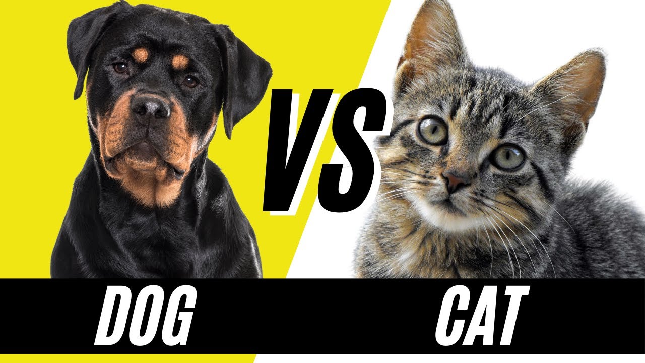 what is a better pet cat or dog