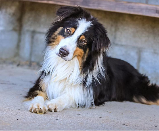 rehome australian shepherd
