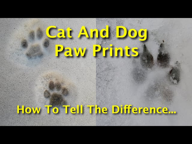 cat vs dog paws