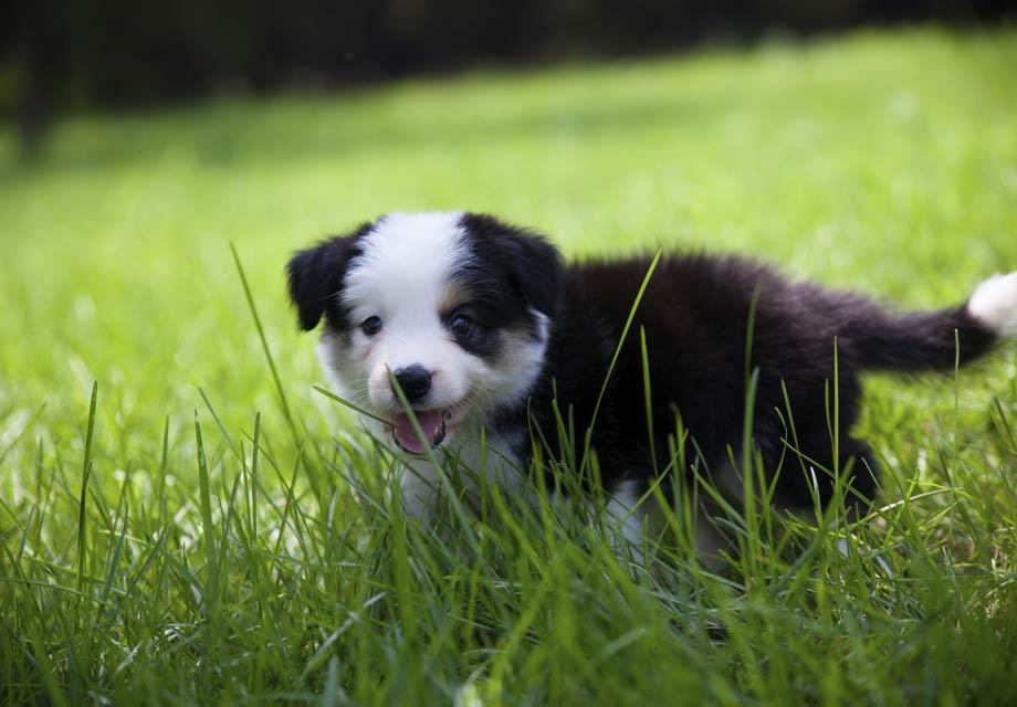 border collie mix puppies near me