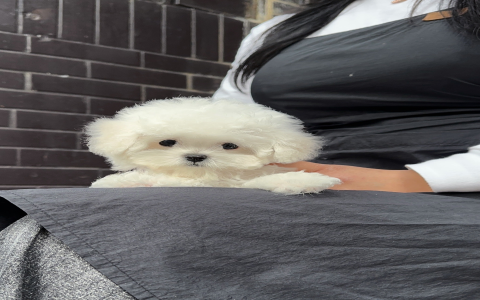 bichon puppy price