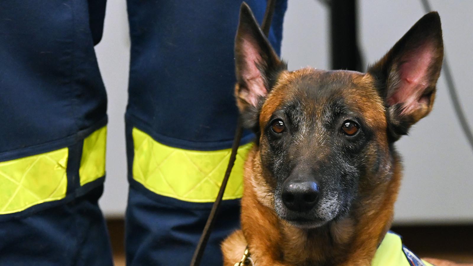 search and rescue animals