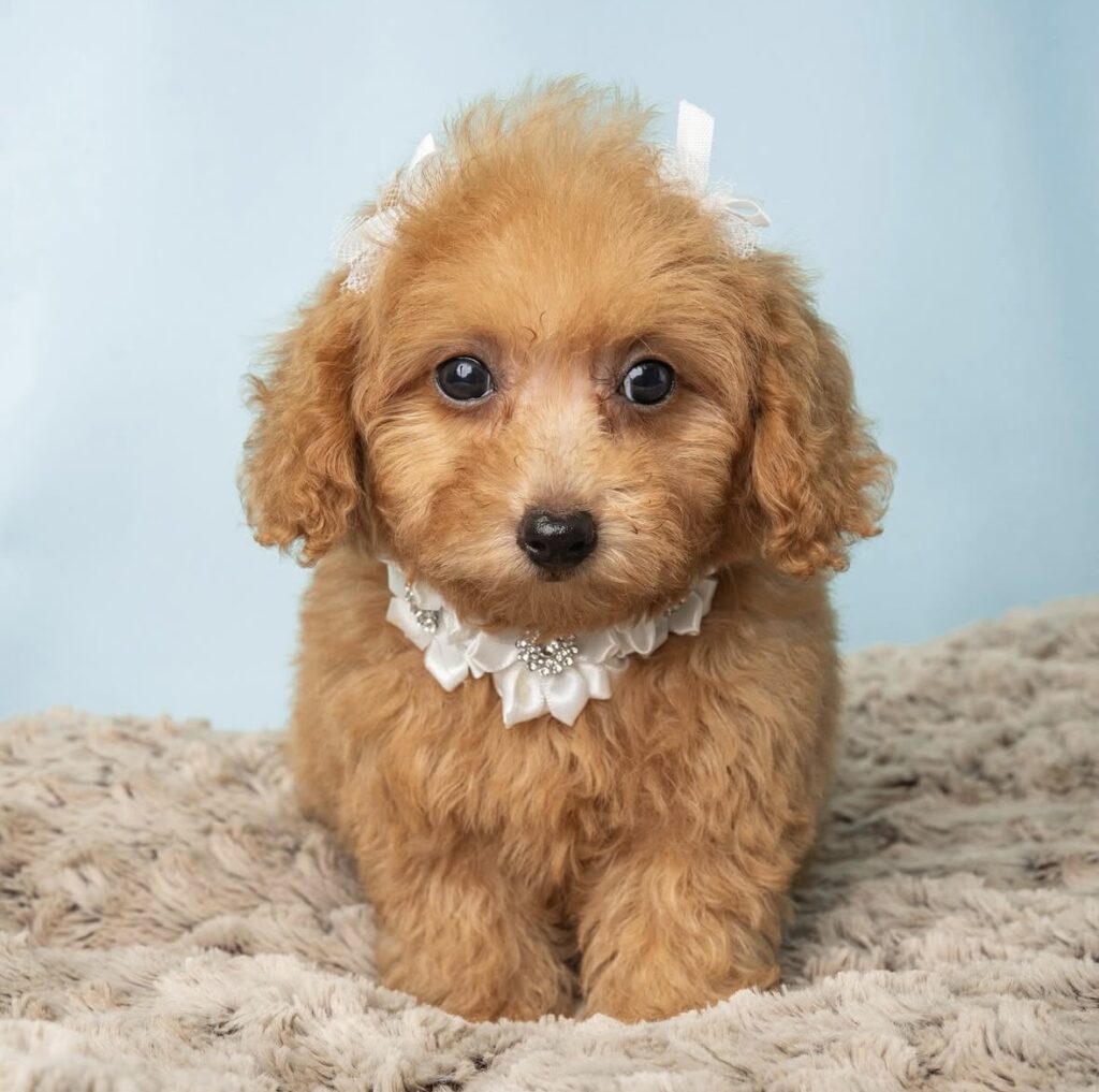 toy poodle puppies for sale new jersey