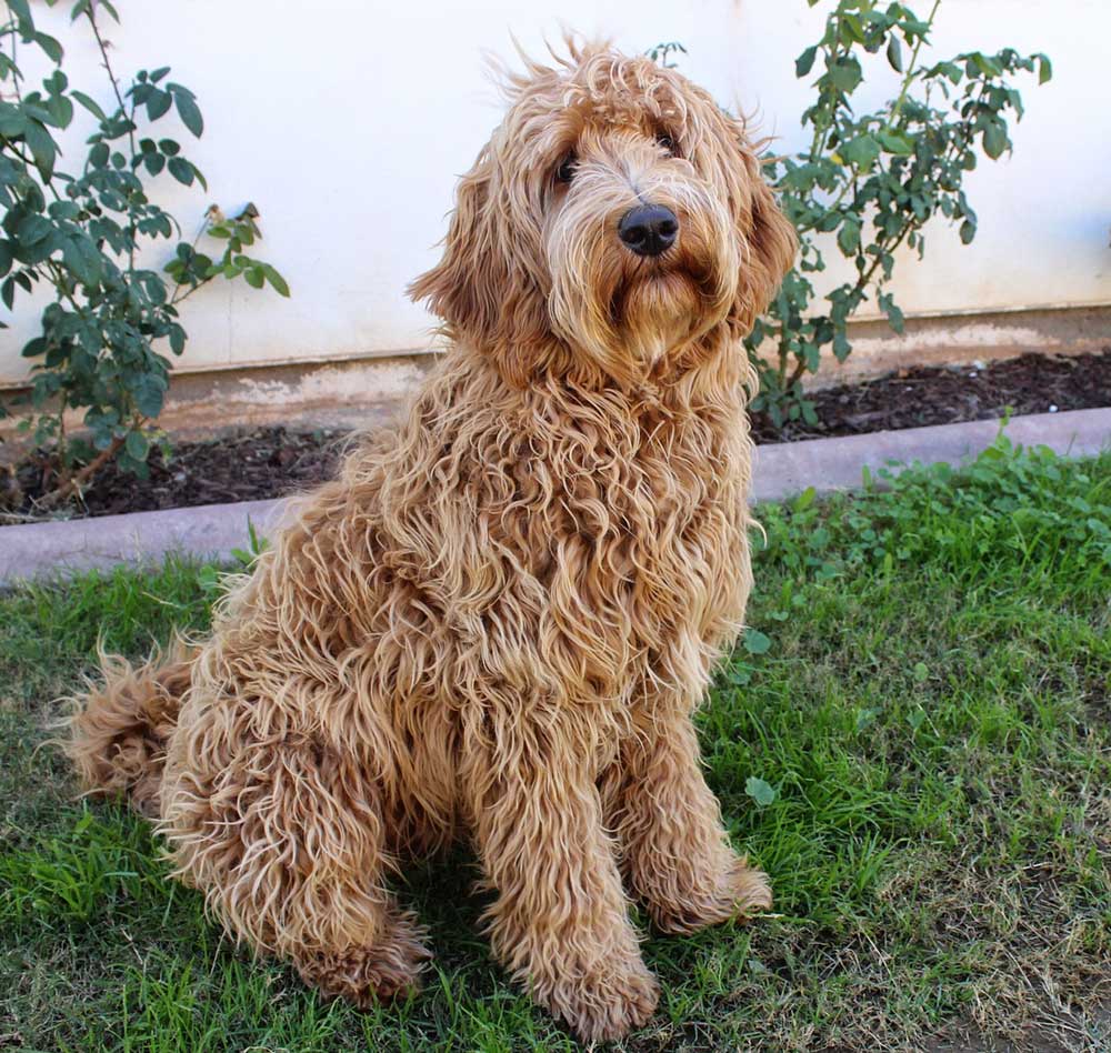 labradoodle rescue california