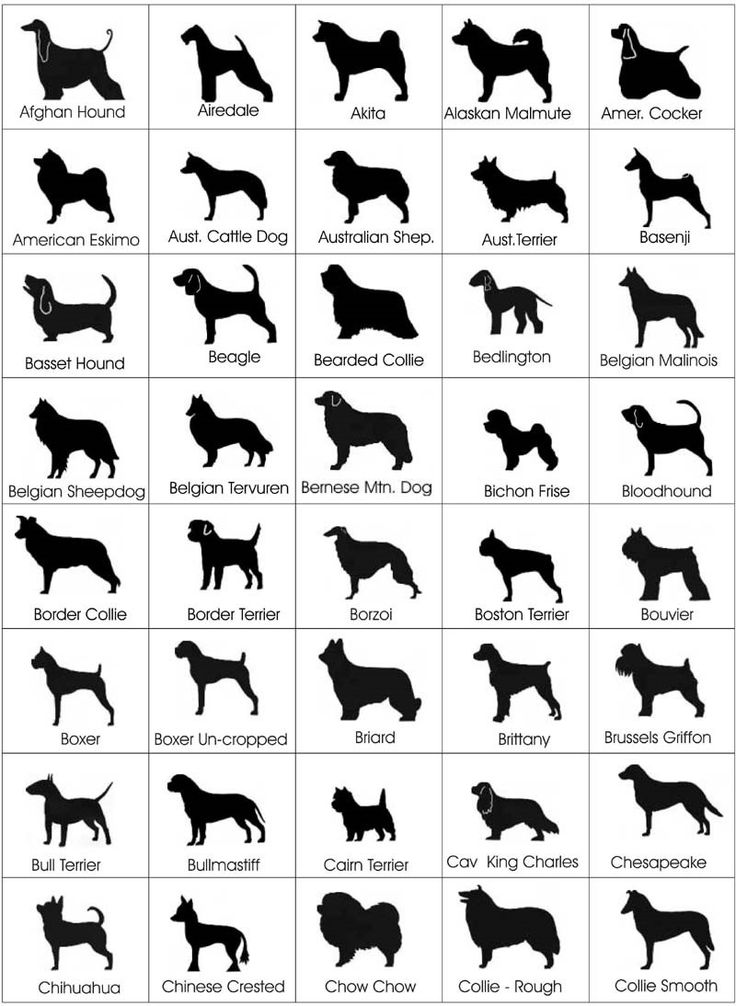 find your breed