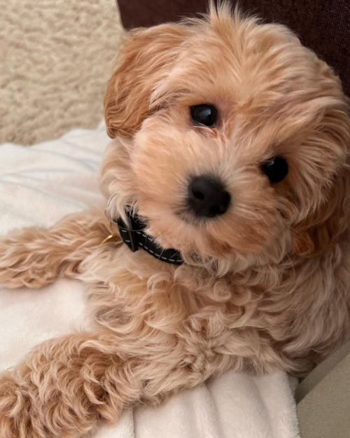 maltipoo puppies for sale california