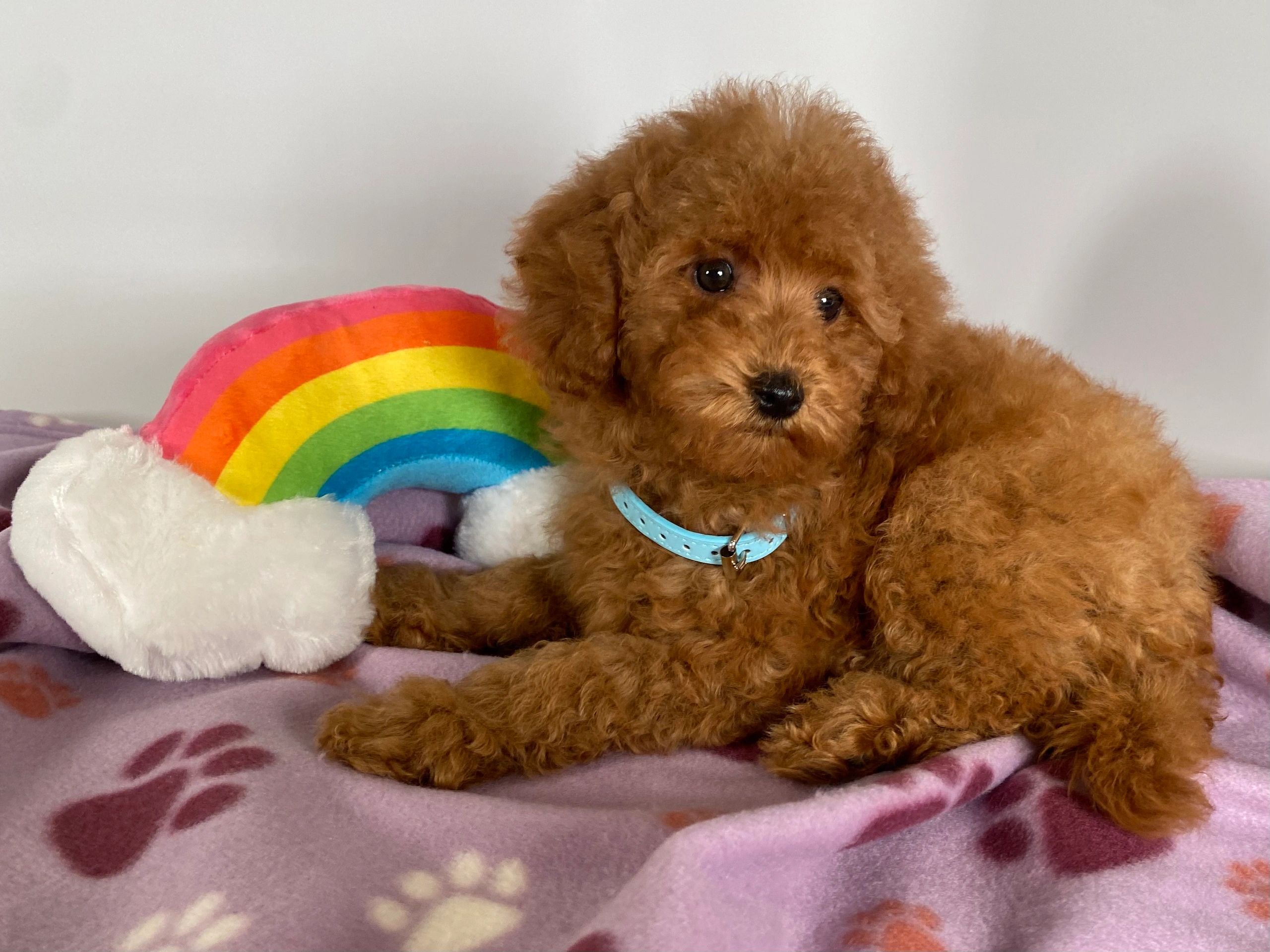 puppies for sale los angeles