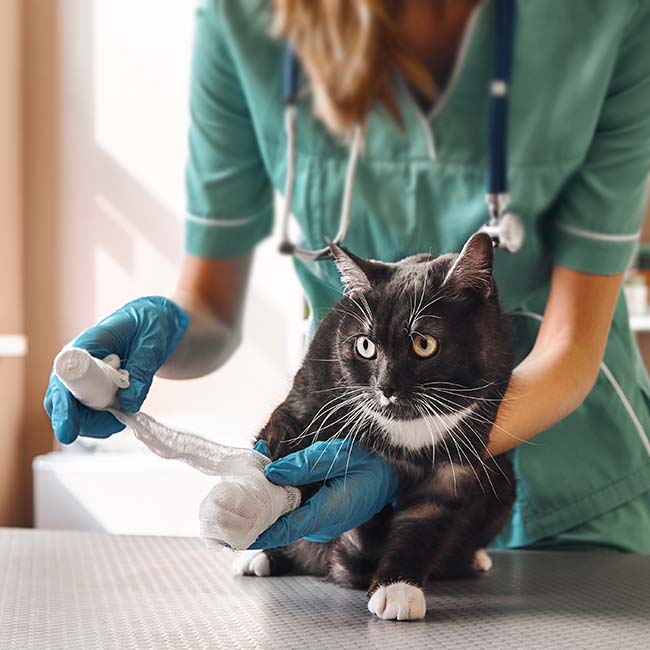 animal rescue site free click