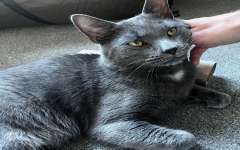 cat sanctuary near me