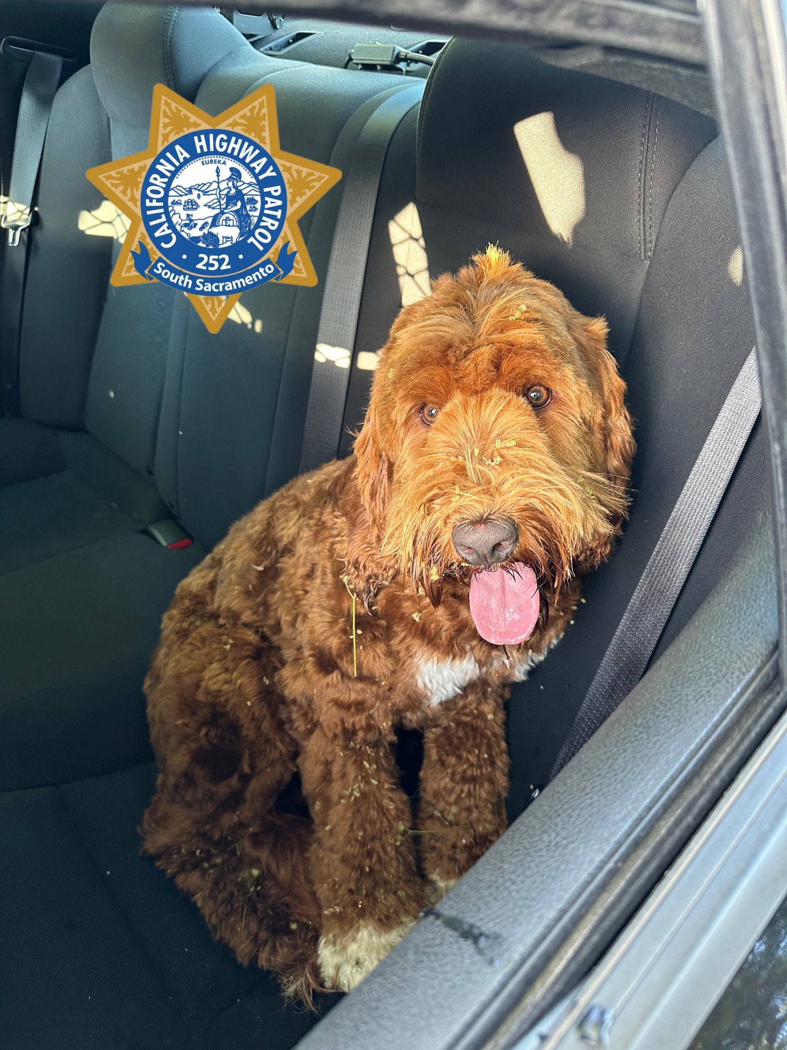 labradoodle rescue california