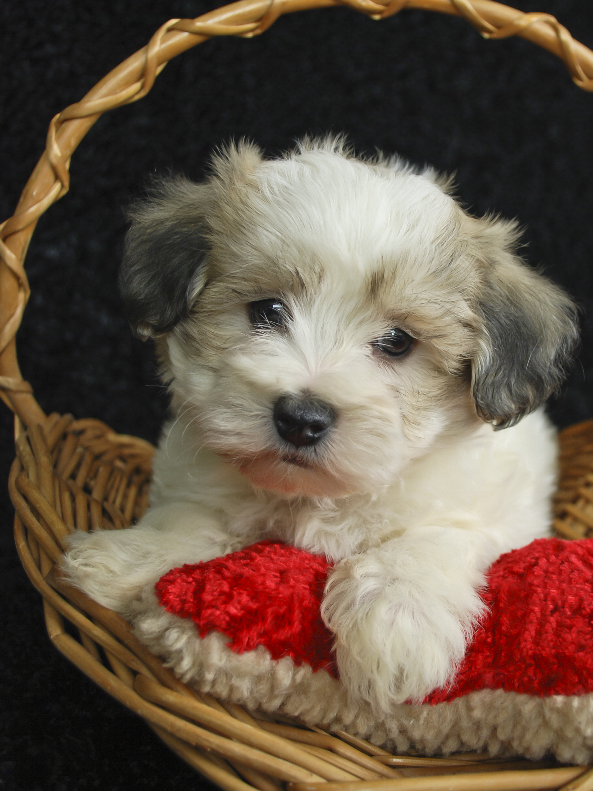 maltipoo puppies for sale california