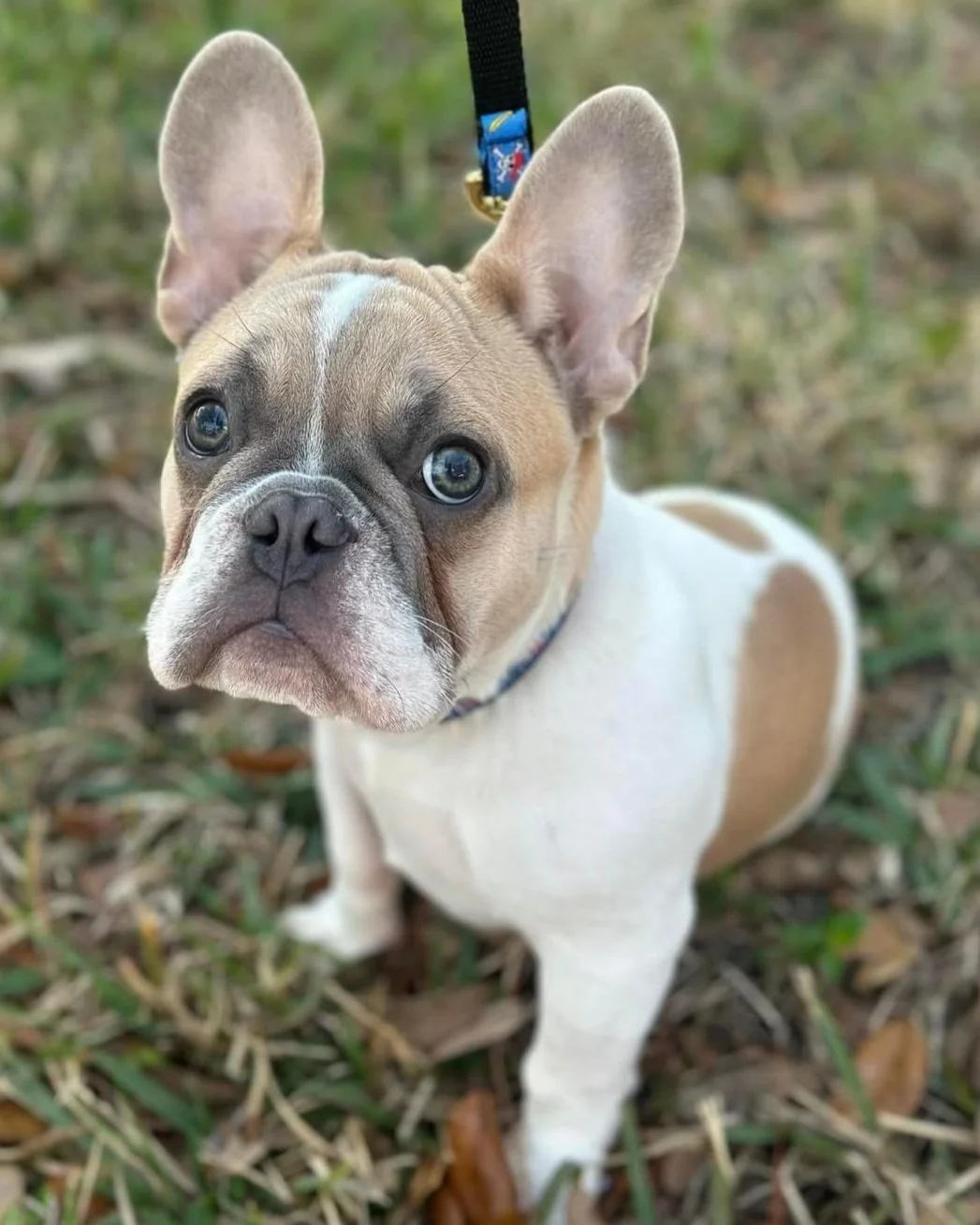free french bulldogs near me
