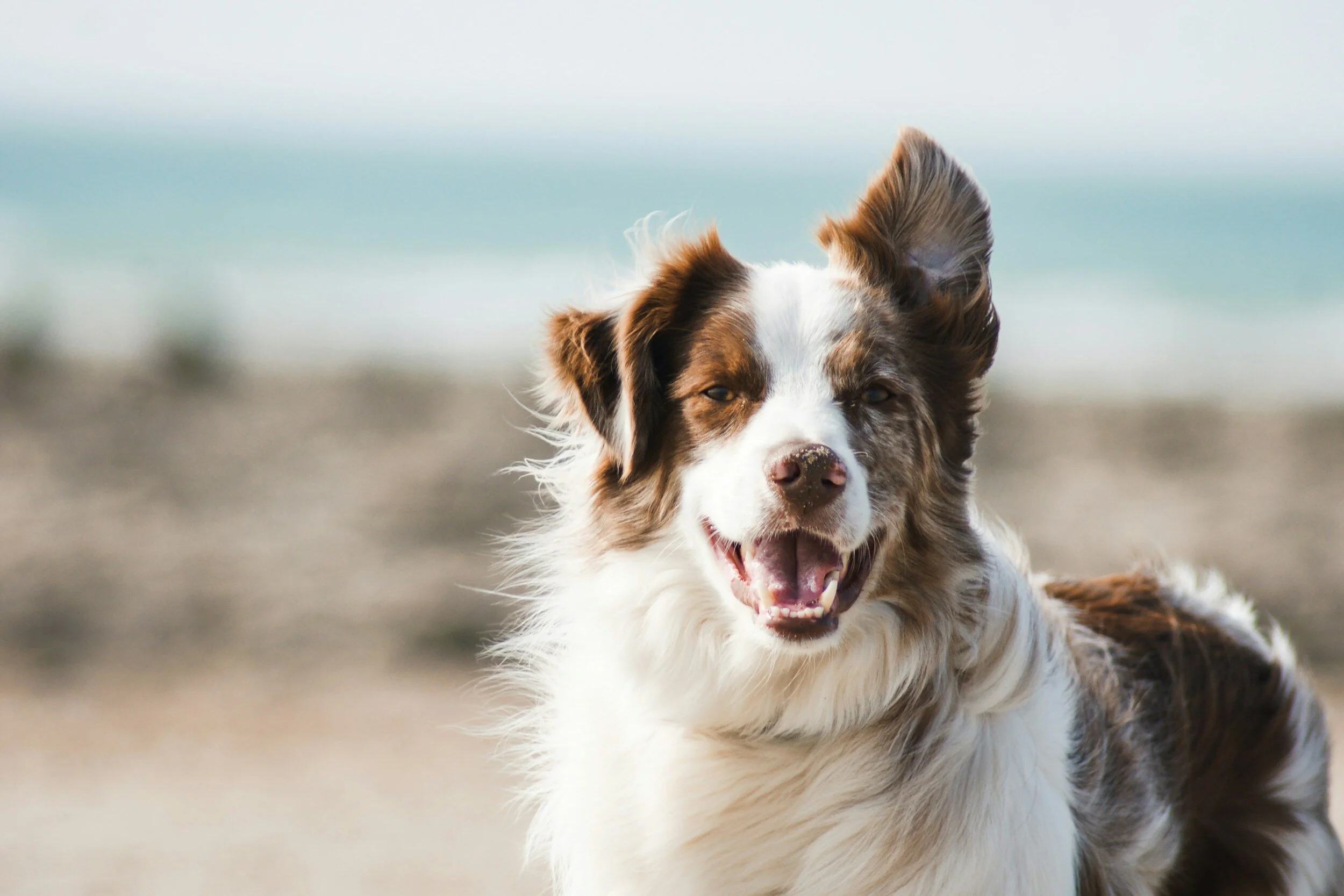 australian shepherd rescue groups