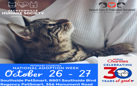 petsmart adoption requirements