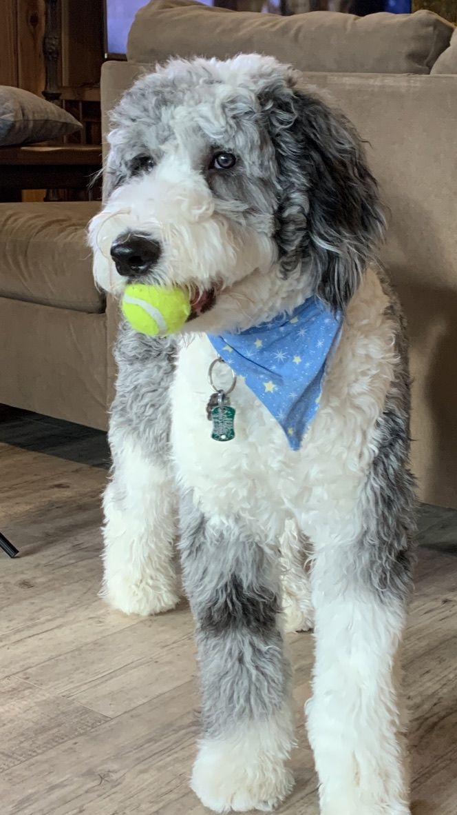 sheepadoodle hair styles