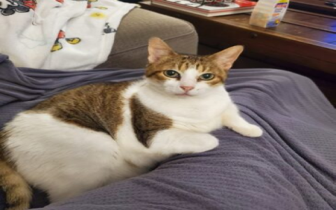 animal rescue site free click