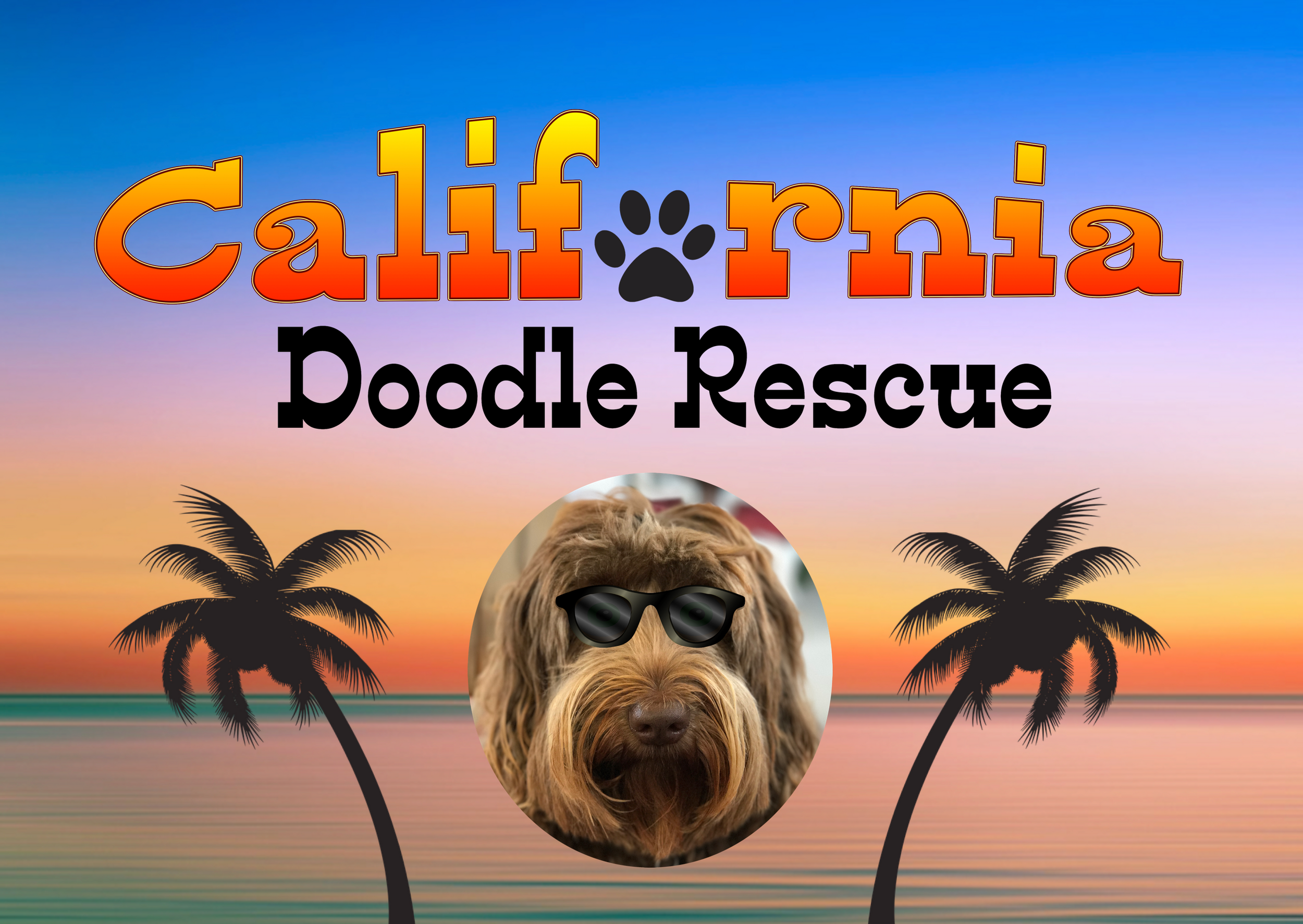 labradoodle rescue california
