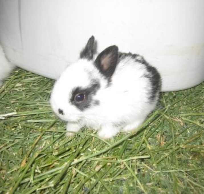 how much are bunnies at petsmart