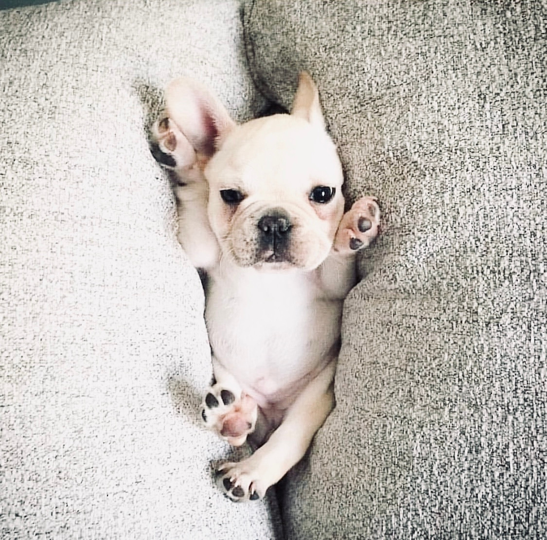 free french bulldogs near me