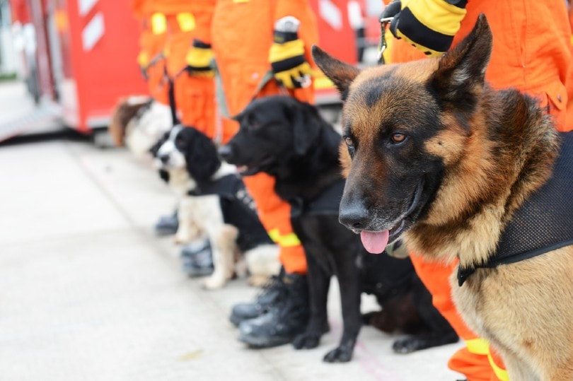search and rescue animals