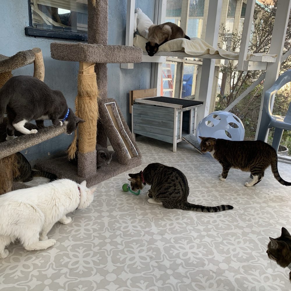 cat sanctuary near me