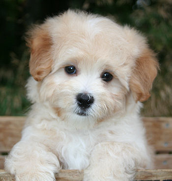 maltipoo puppies for sale california