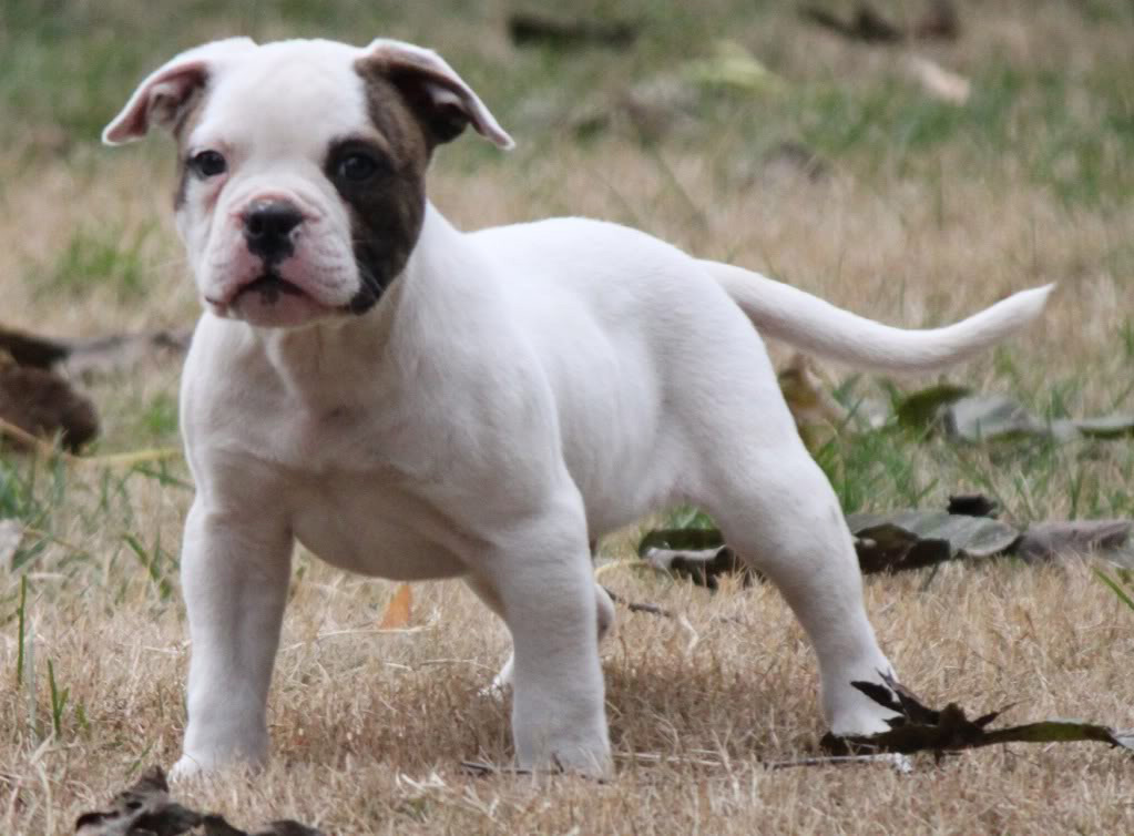 pitbull and english bulldog mix for sale