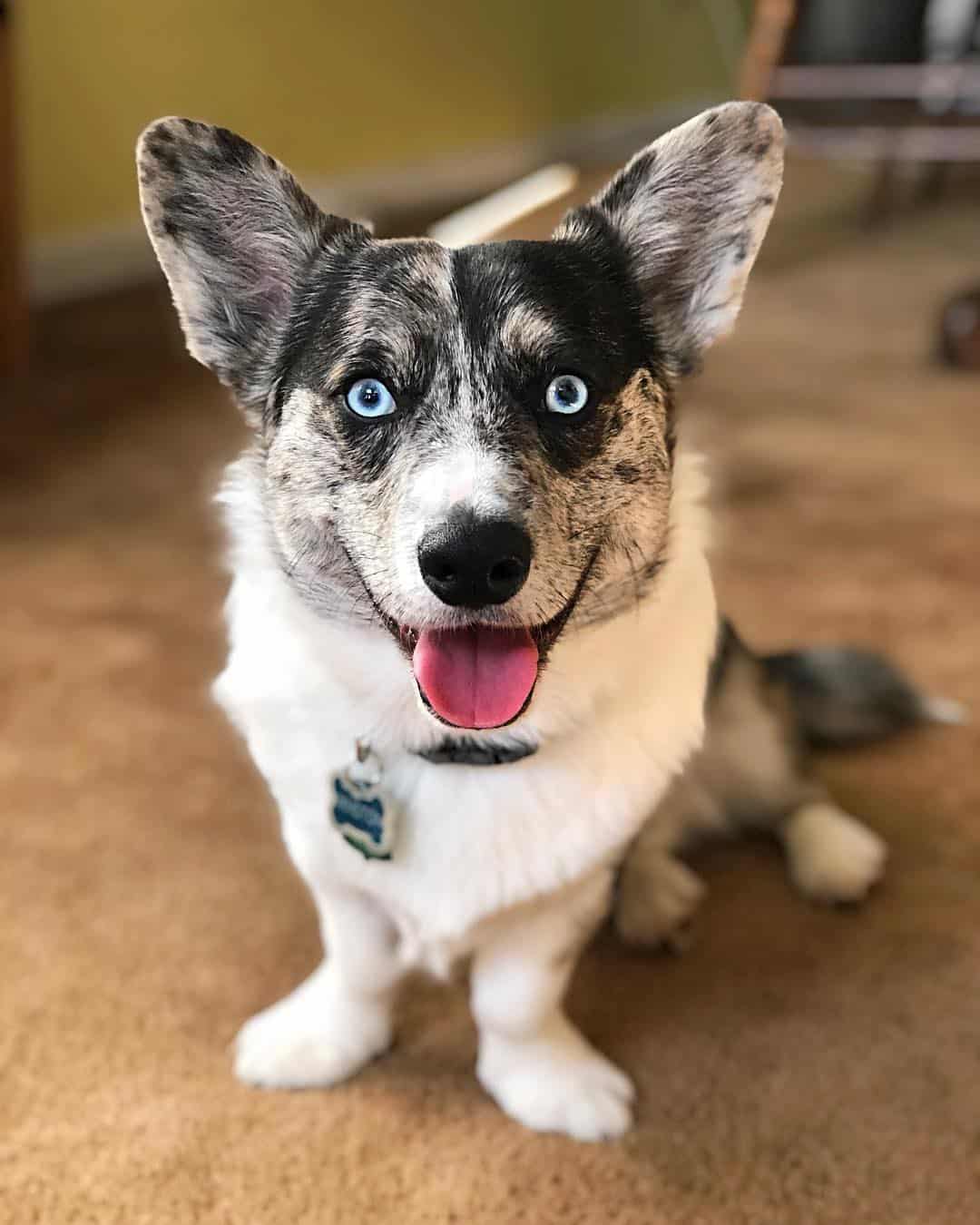corgi and husky mix price