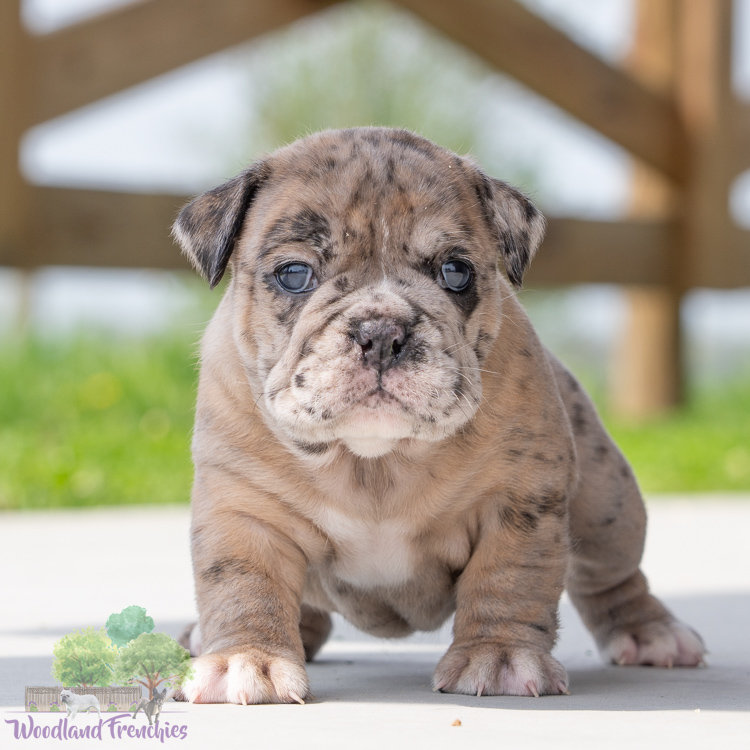 pitbull and english bulldog mix for sale