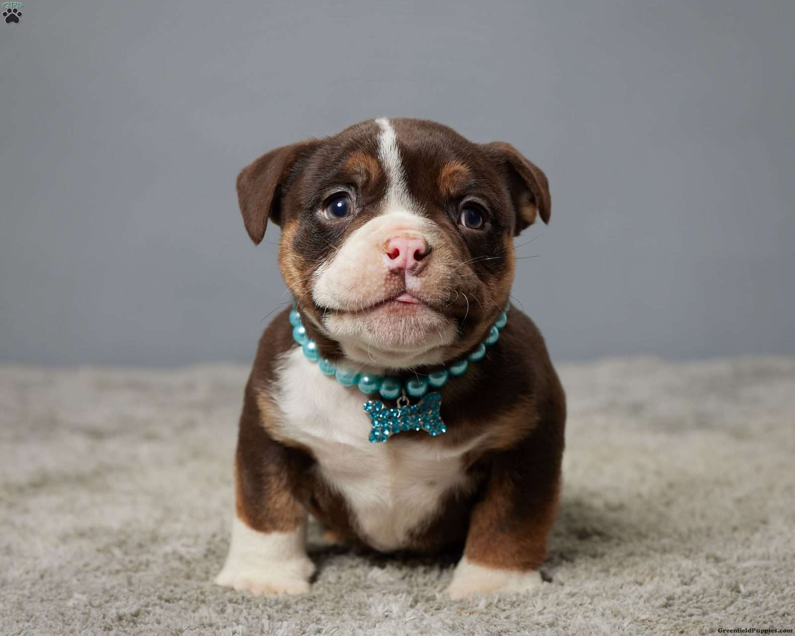 pitbull and english bulldog mix for sale