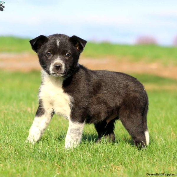 border collie mix puppies near me