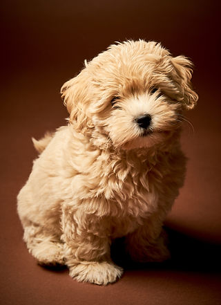maltipoo puppies for sale california