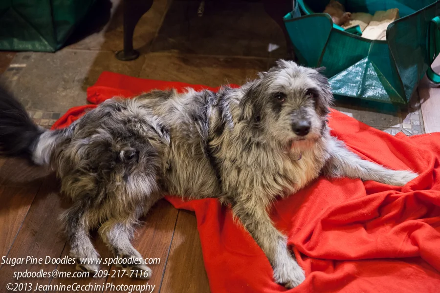 labradoodle rescue california