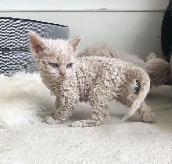 cat with poodle hair