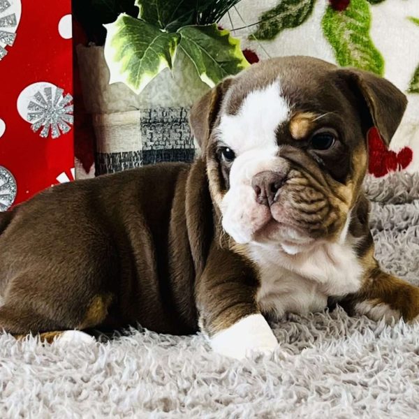 pitbull and english bulldog mix for sale