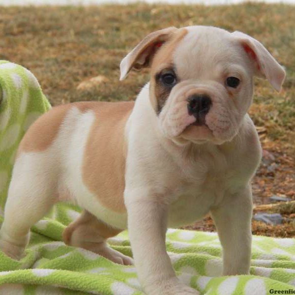 pitbull and english bulldog mix for sale